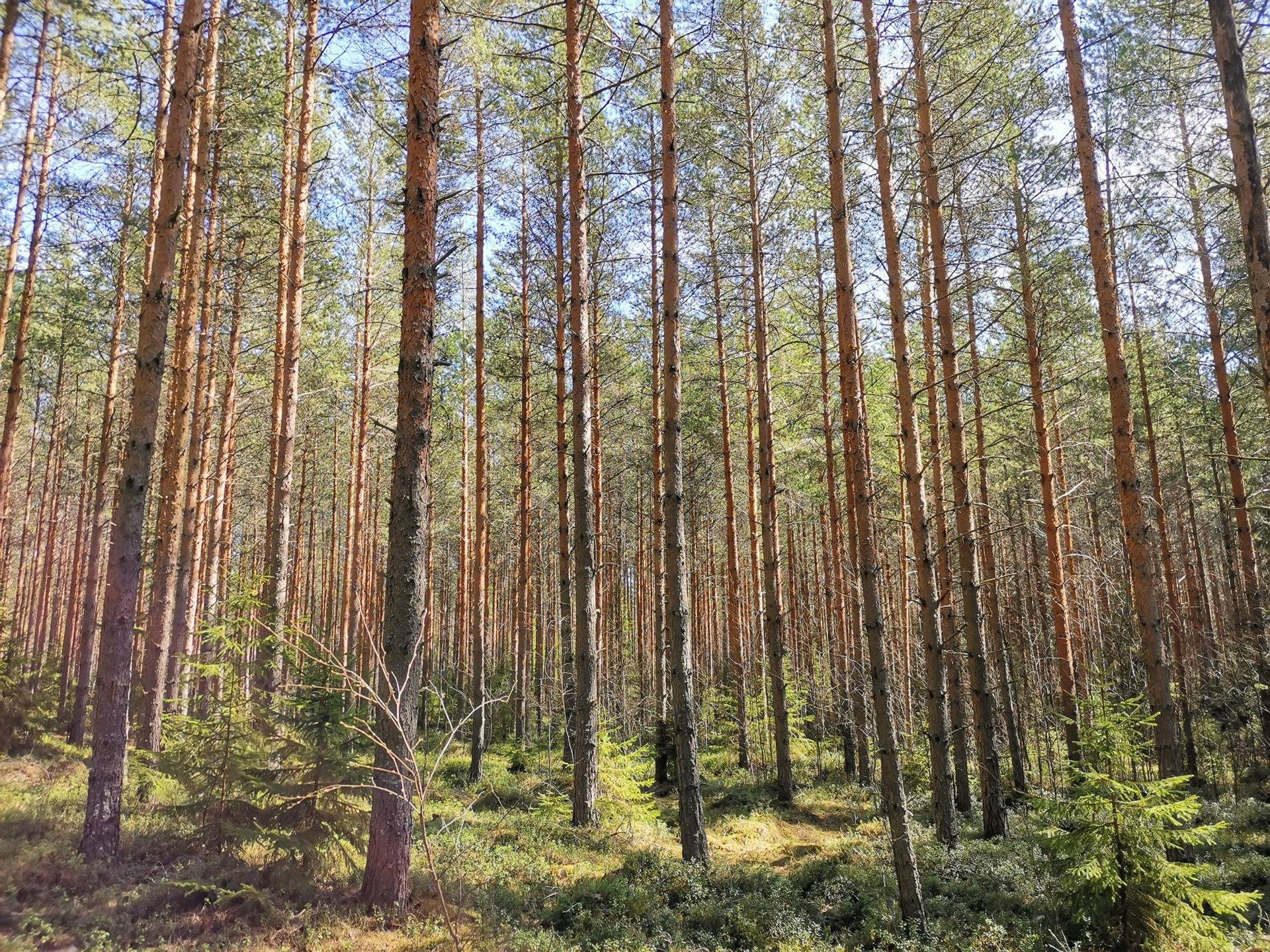 Metsätila (Määräala), noin 44 ha, Filppula 8:47, Säkylä, Pyhäjoki 9