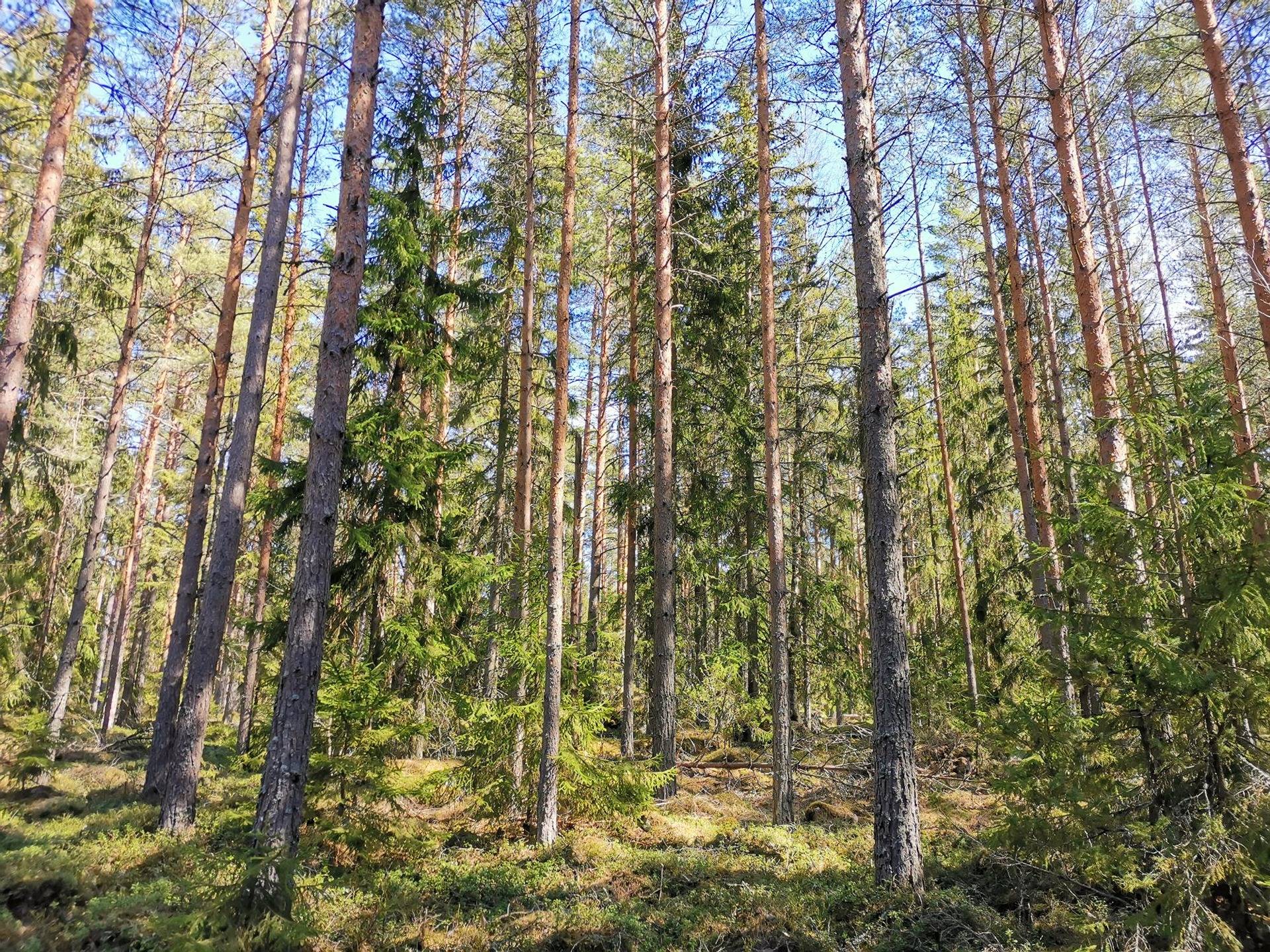 Metsätila (Määräala), noin 44 ha, Filppula 8:47, Säkylä, Pyhäjoki 10