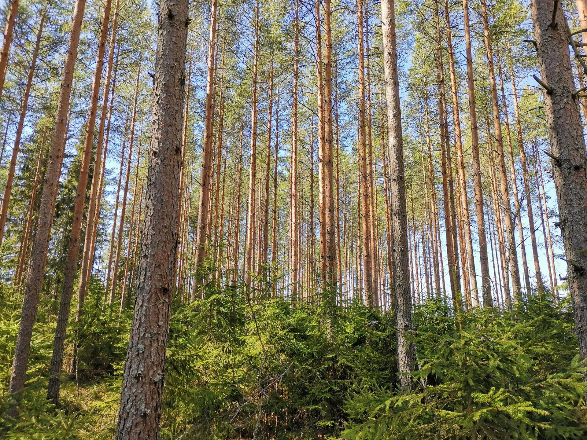 Metsätila (Määräala), noin 44 ha, Filppula 8:47, Säkylä, Pyhäjoki 11