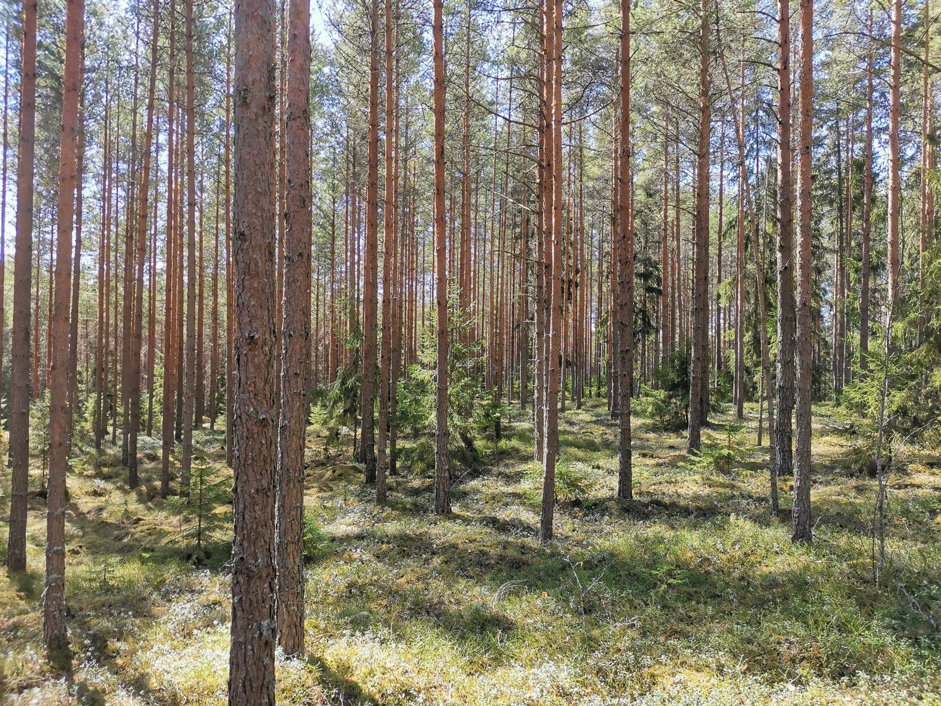 Metsätila (Määräala), noin 44 ha, Filppula 8:47, Säkylä, Pyhäjoki 12
