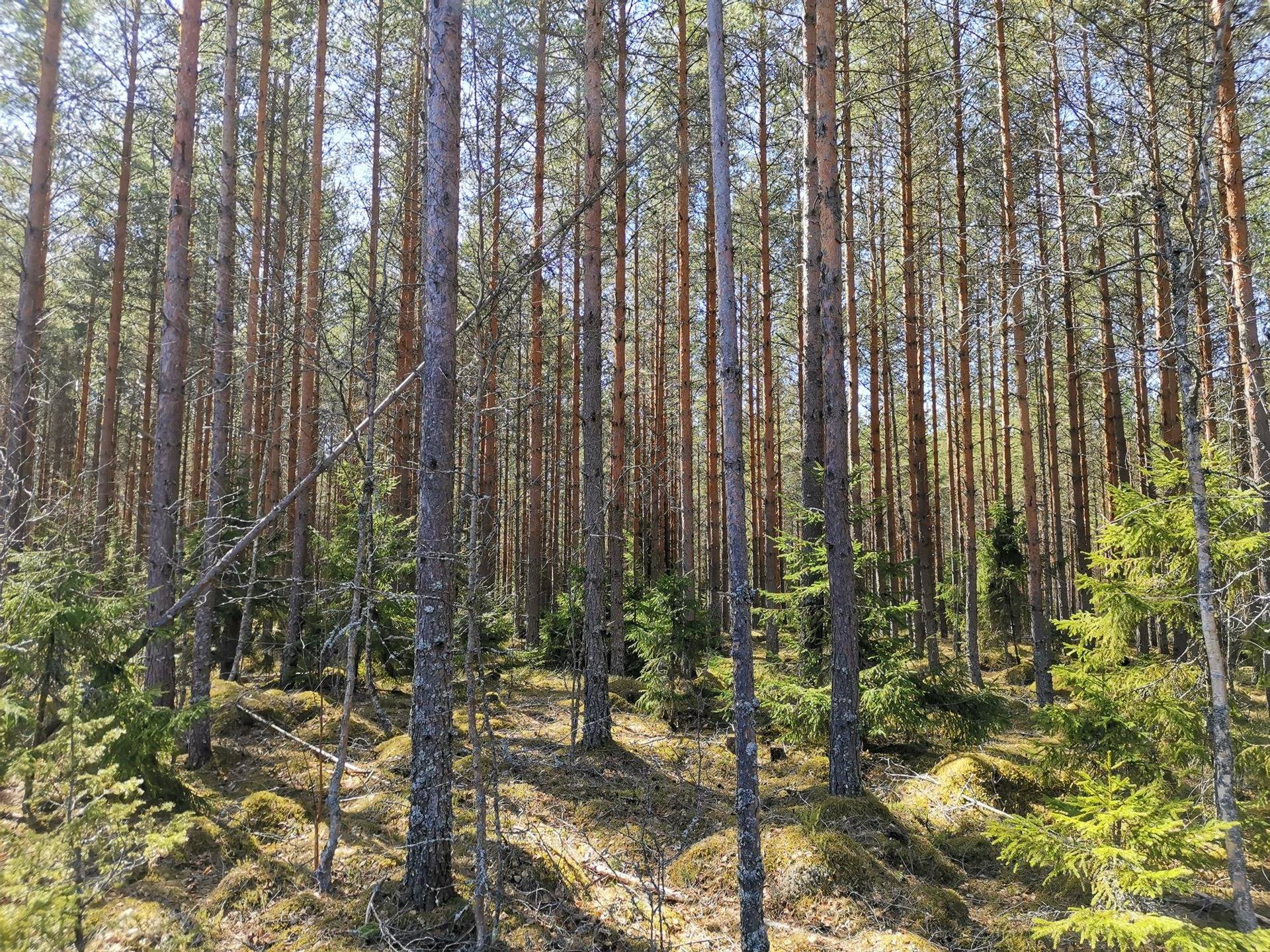 Metsätila (Määräala), noin 44 ha, Filppula 8:47, Säkylä, Pyhäjoki 13