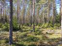 Metsätila (Määräala), noin 44 ha, Filppula 8:47, Säkylä, Pyhäjoki 14