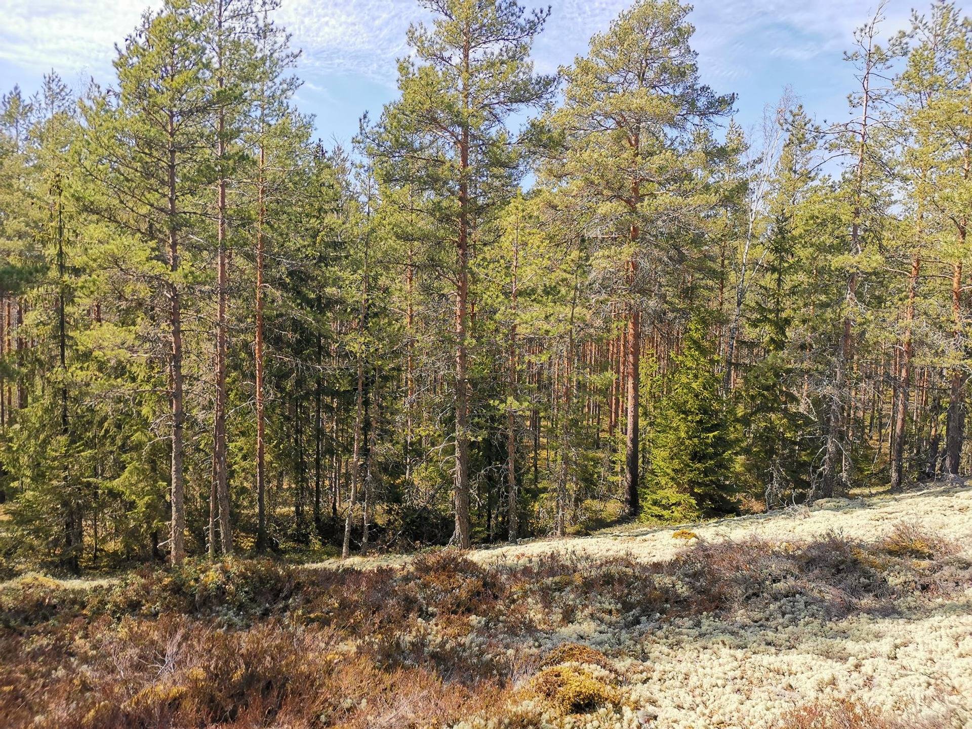 Metsätila (Määräala), noin 44 ha, Filppula 8:47, Säkylä, Pyhäjoki 15