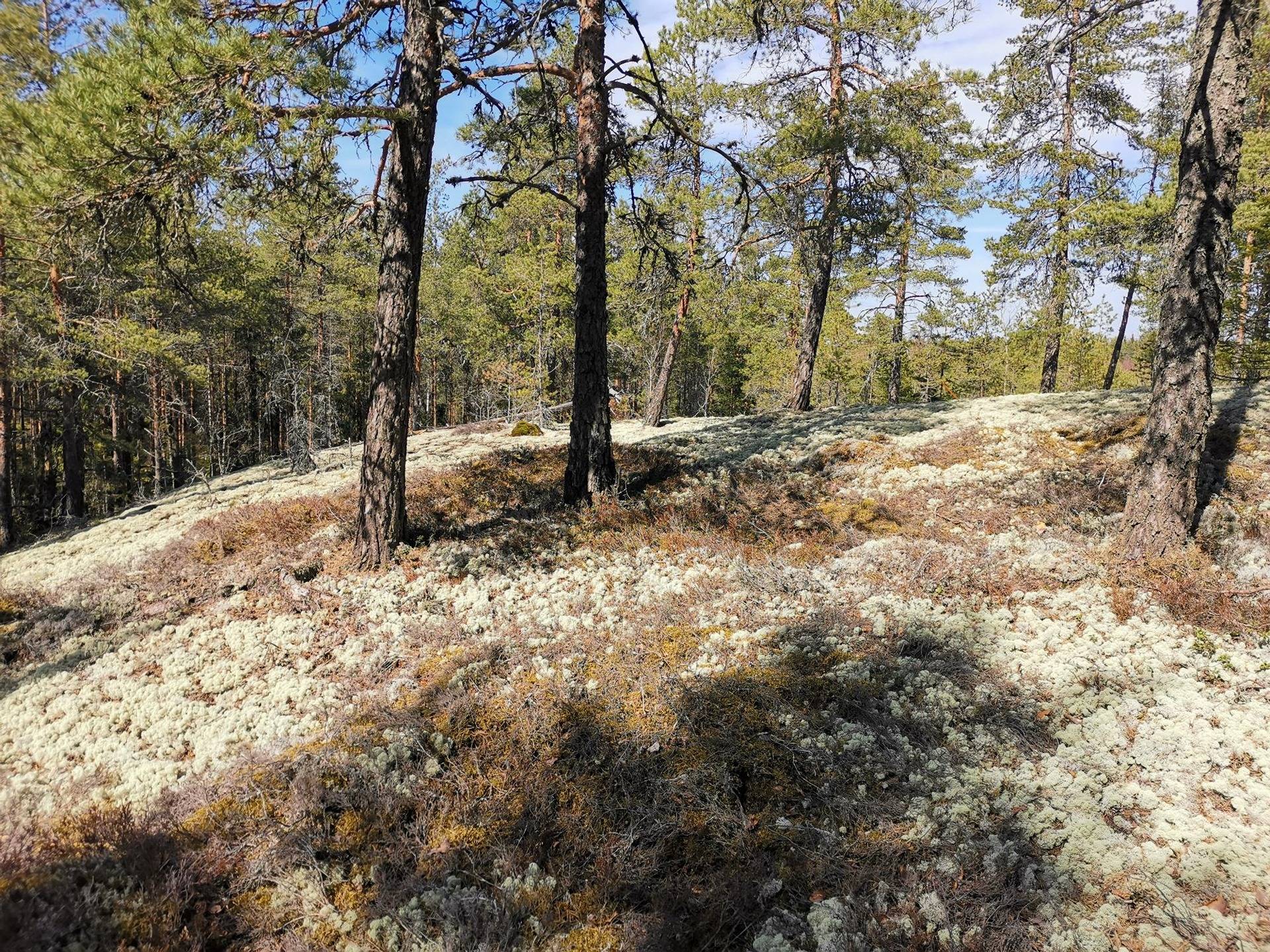 Metsätila (Määräala), noin 44 ha, Filppula 8:47, Säkylä, Pyhäjoki 16