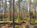 Metsätila (Määräala), noin 44 ha, Filppula 8:47, Säkylä, Pyhäjoki 17