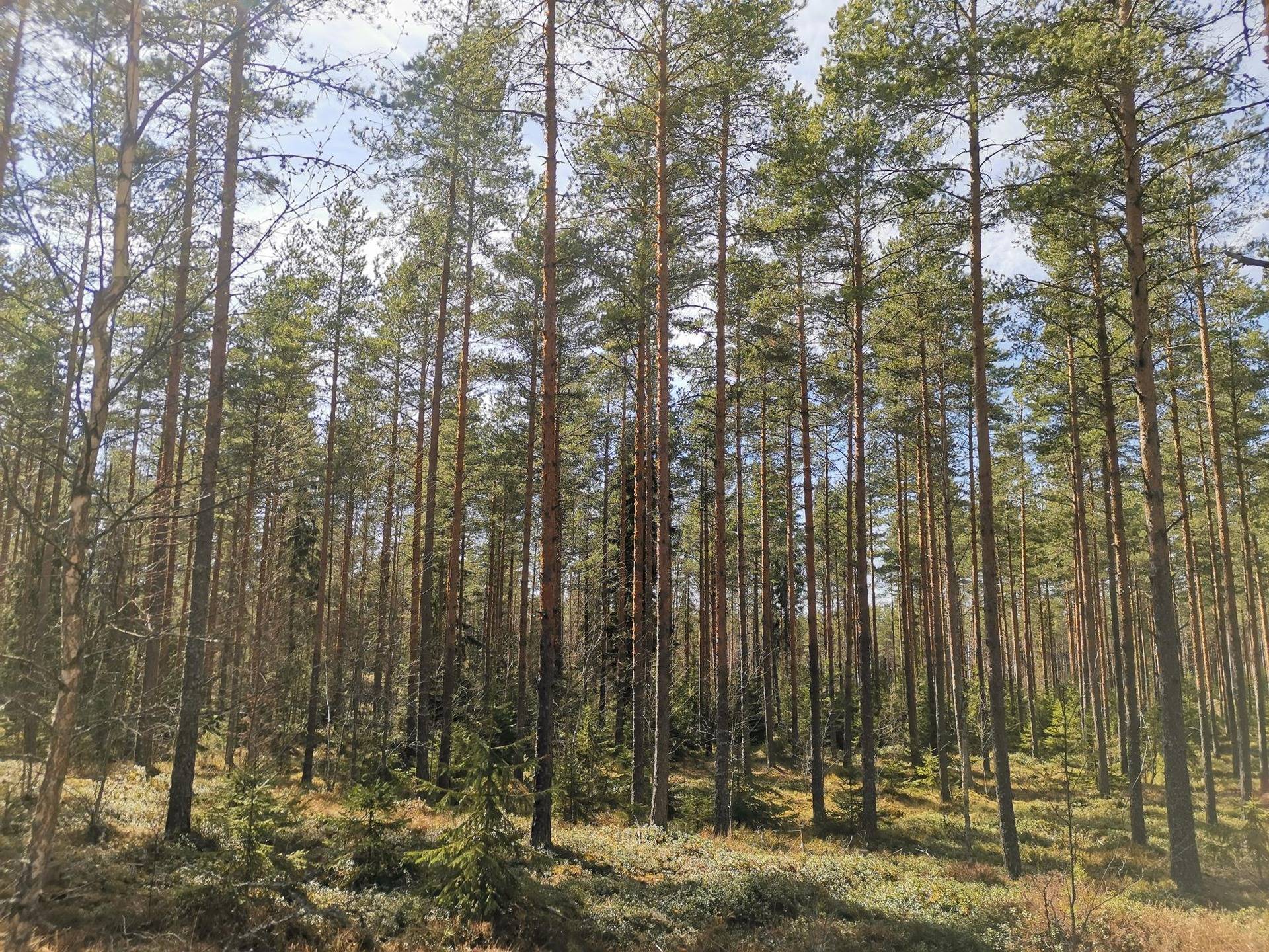 Metsätila (Määräala), noin 44 ha, Filppula 8:47, Säkylä, Pyhäjoki 18