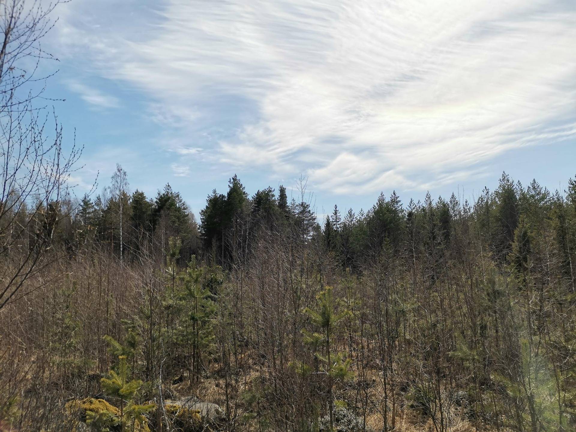 Metsätila (Määräala), noin 44 ha, Filppula 8:47, Säkylä, Pyhäjoki 20