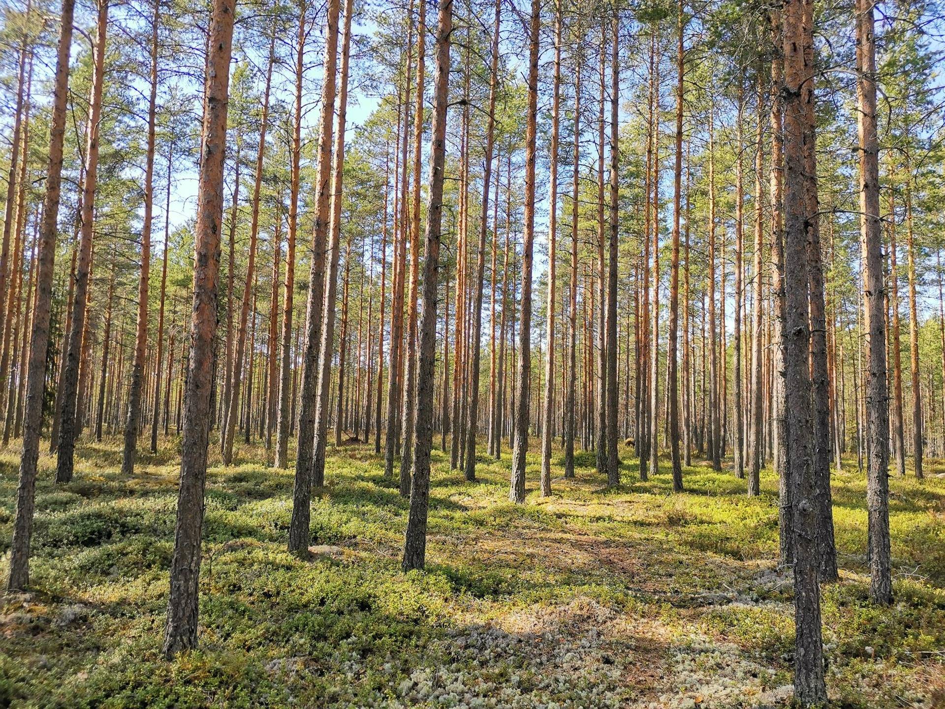 Metsätila (Määräala), noin 44 ha, Filppula 8:47, Säkylä, Pyhäjoki 22