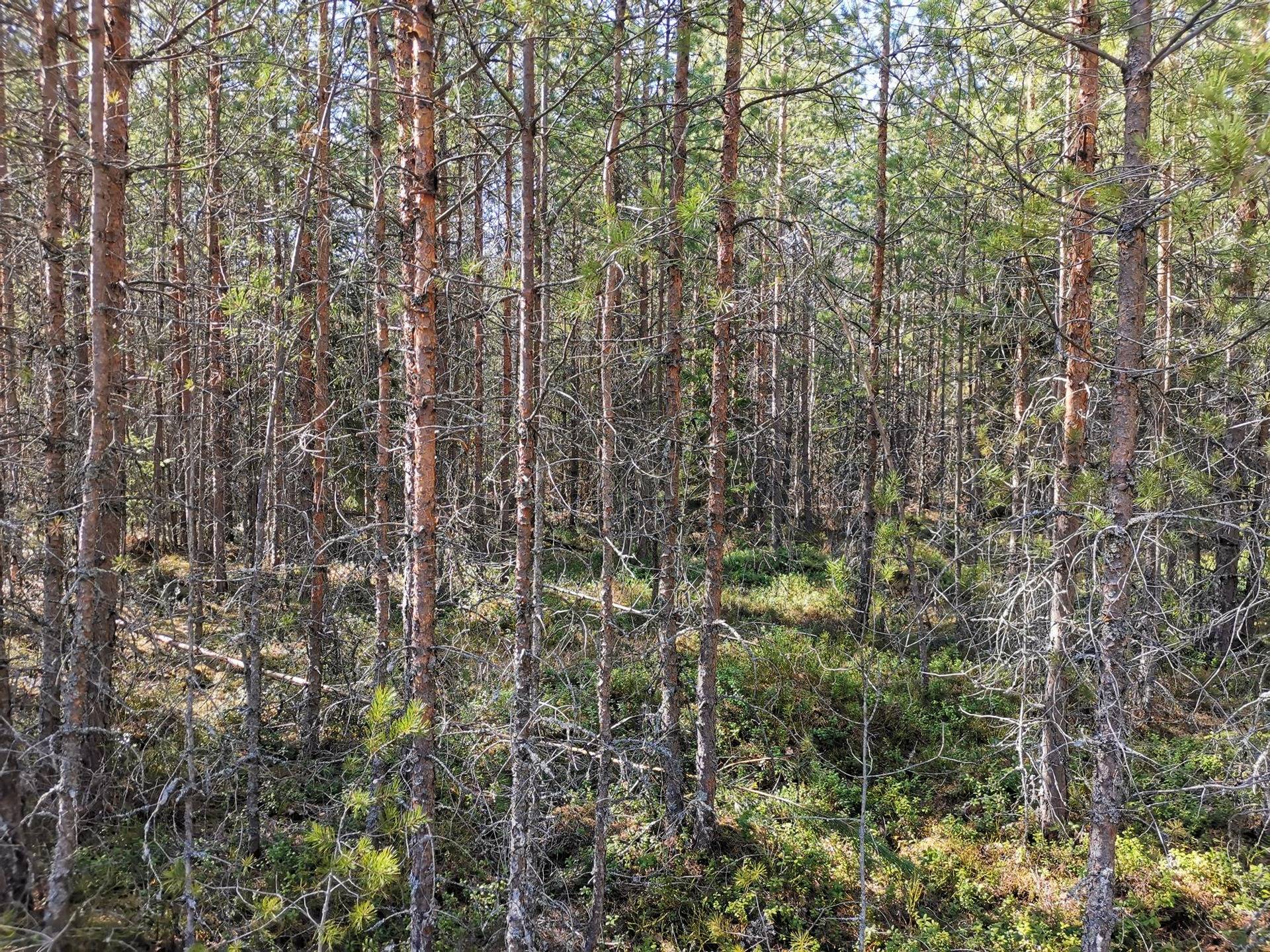 Metsätila (Määräala), noin 44 ha, Filppula 8:47, Säkylä, Pyhäjoki 23