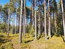 Metsätila (Määräala), noin 44 ha, Filppula 8:47, Säkylä, Pyhäjoki 24