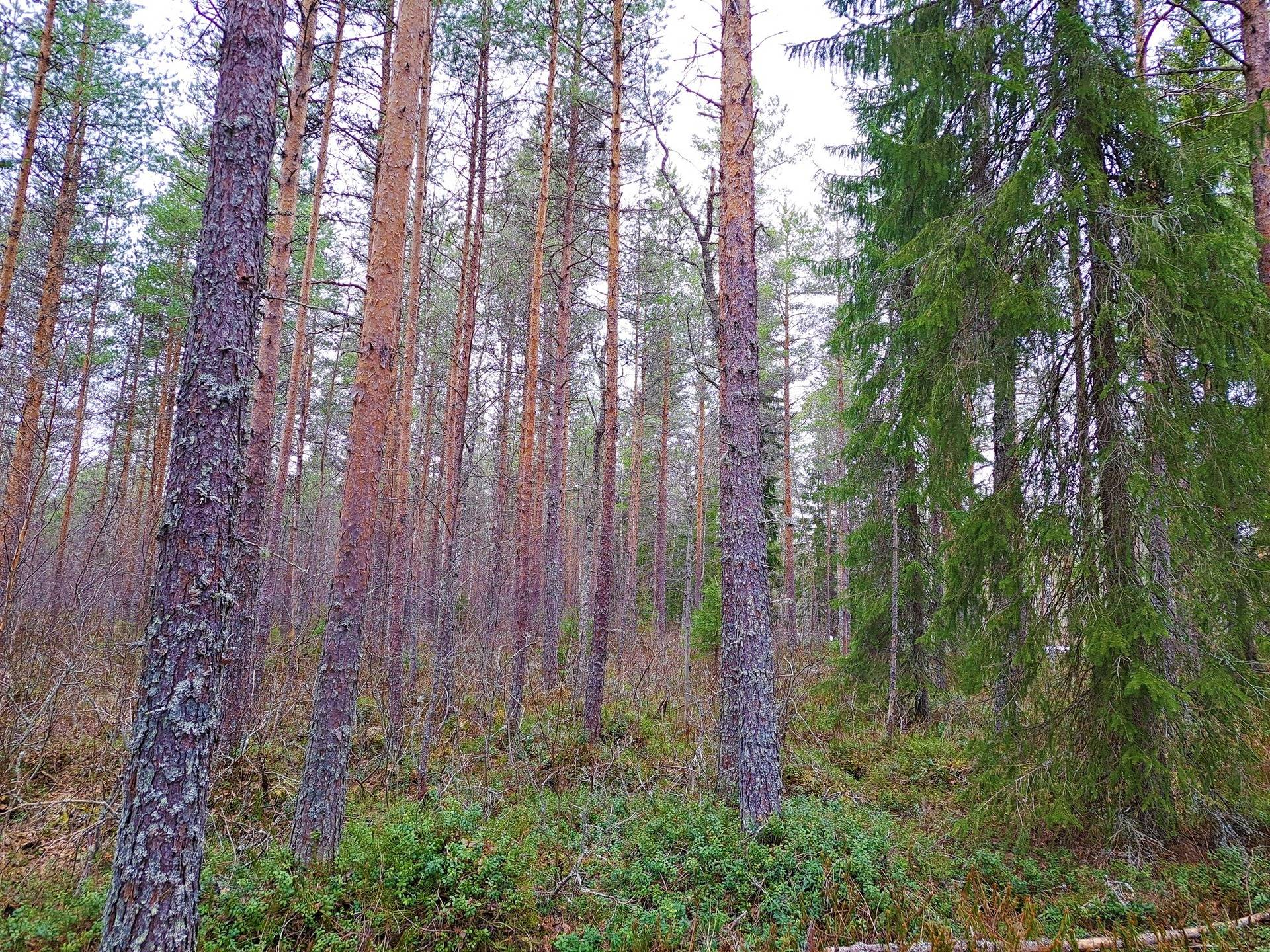 Veteli, Jauholampi metsäpalsta 23,6 ha 5