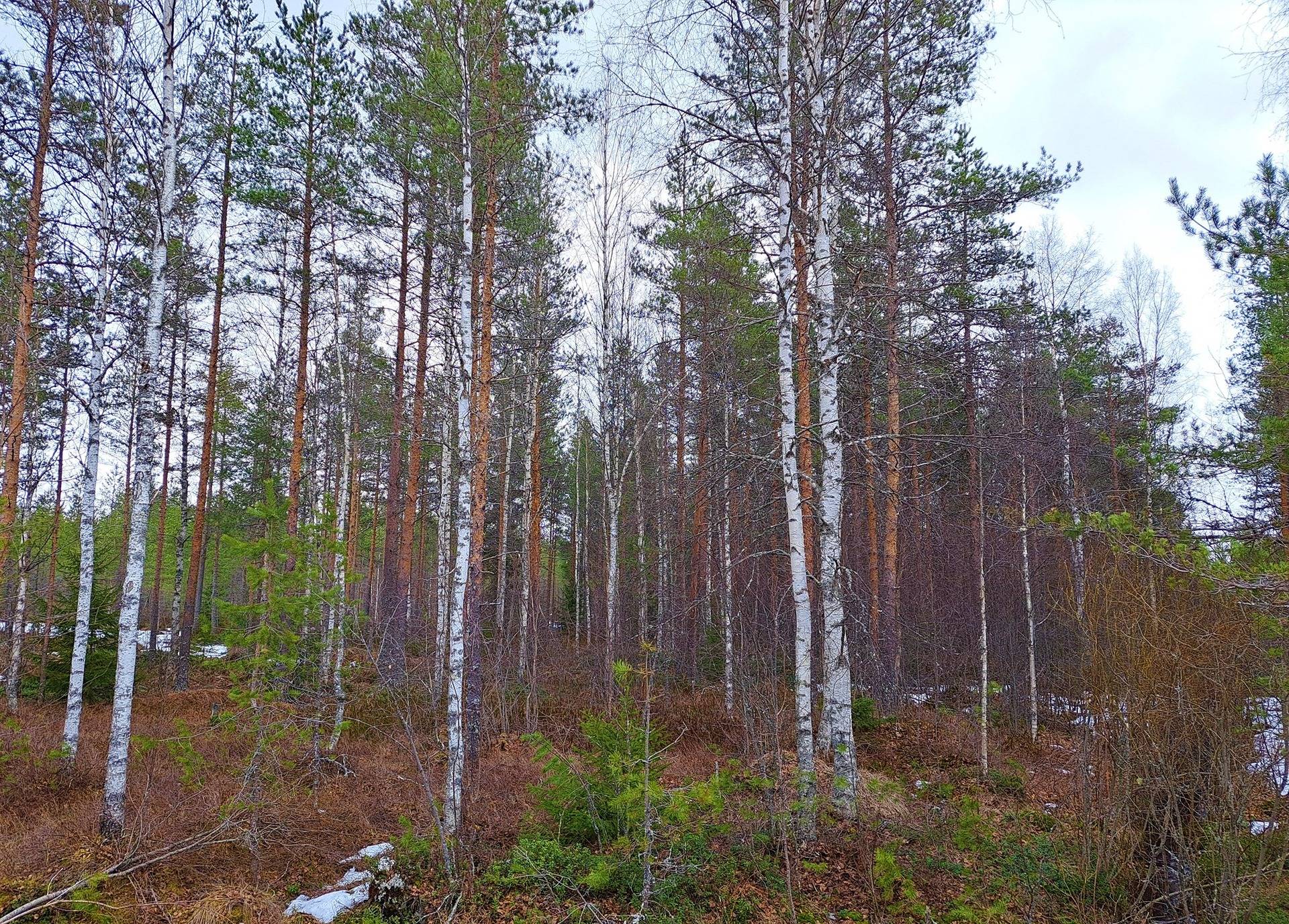 Veteli, Jauholampi metsäpalsta 23,6 ha 10