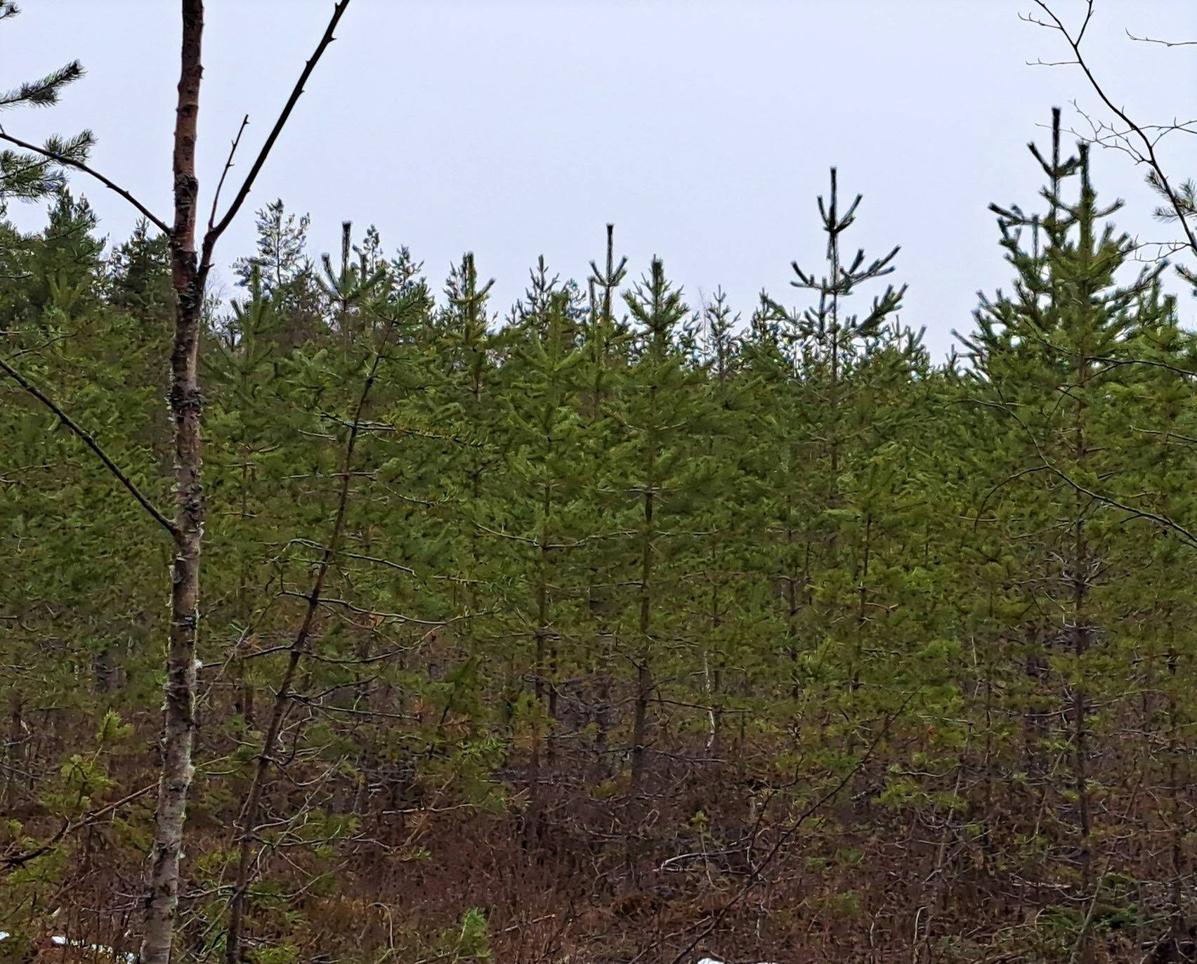 Veteli, Jauholampi metsäpalsta 23,6 ha 15