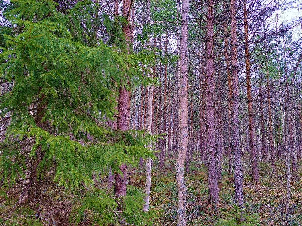 Kansikuva kohteelle Lappajärvi REKOLA I 6:82 metsätila 17,7 ha