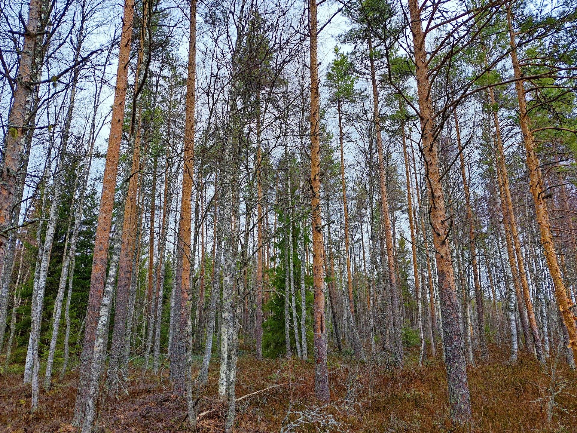 Lappajärvi REKOLA I 6:82 metsätila 17,7 ha 11