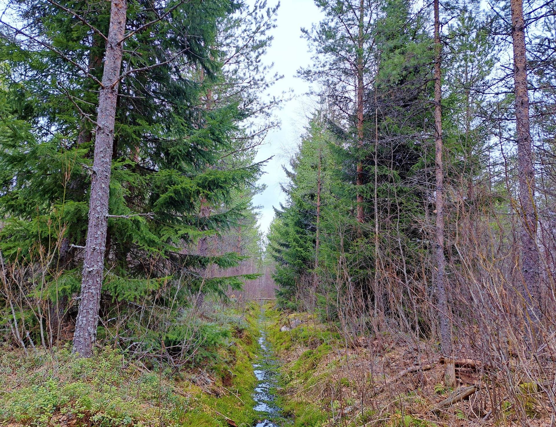 Lappajärvi REKOLA I 6:82 metsätila 17,7 ha 4
