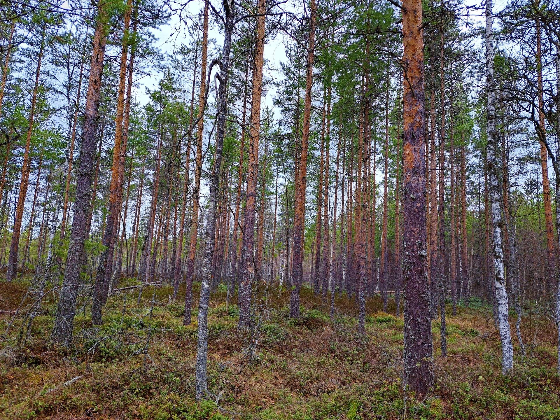 Lappajärvi REKOLA I 6:82 metsätila 17,7 ha 6