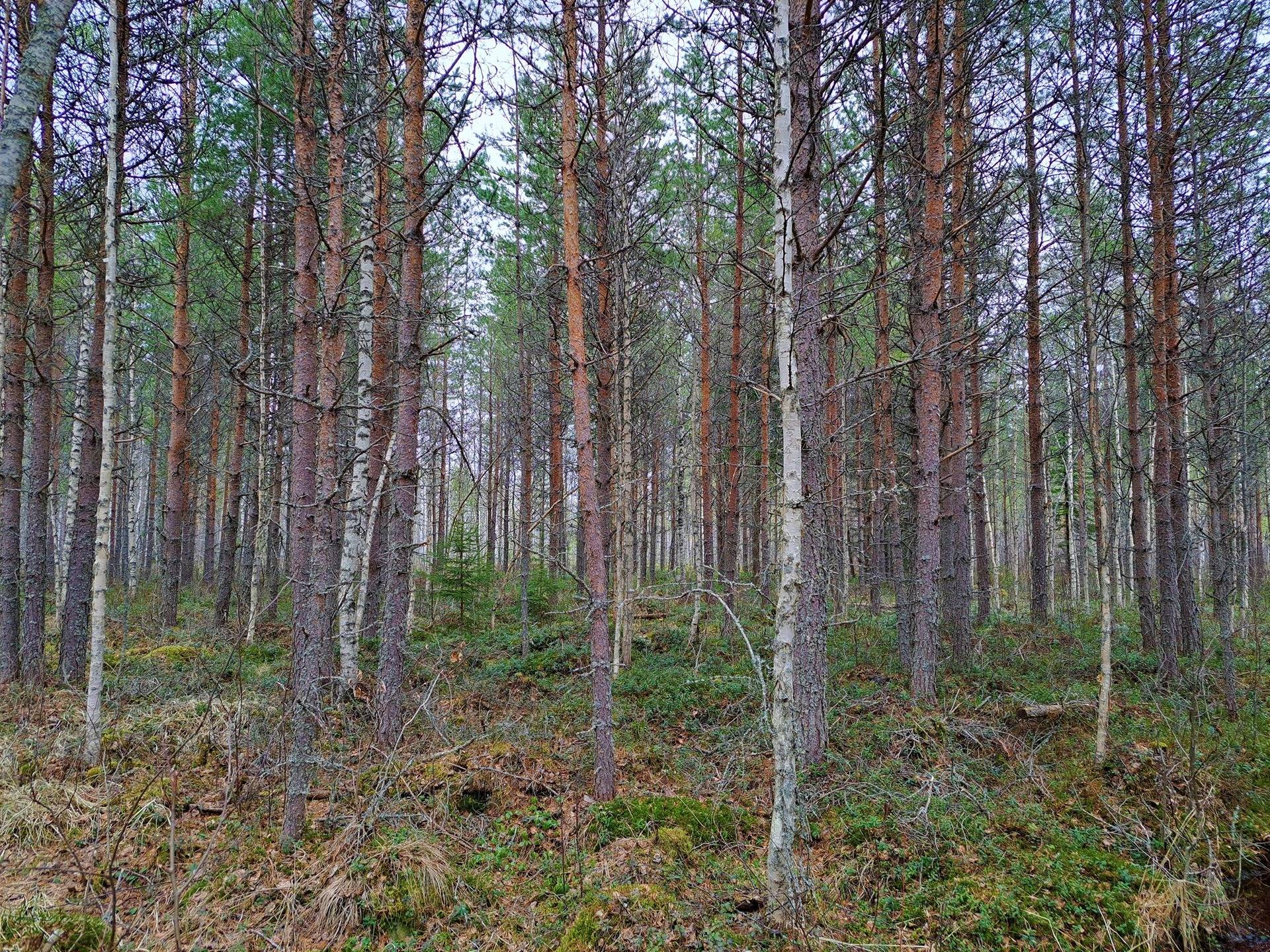 Lappajärvi REKOLA I 6:82 metsätila 17,7 ha 8