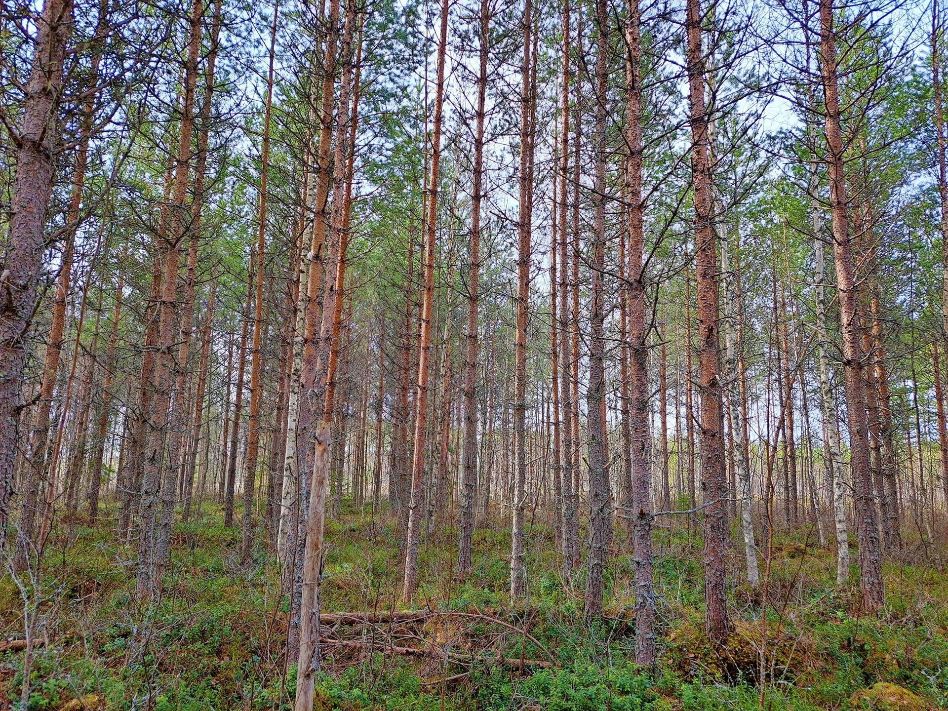 Lappajärvi REKOLA I 6:82 metsätila 17,7 ha 13