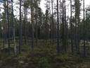 Maatilakokonaisuus, yht. 9,26 ha, Laitila, Kivijärvi, kolme erillistä kiinteistöä. 3