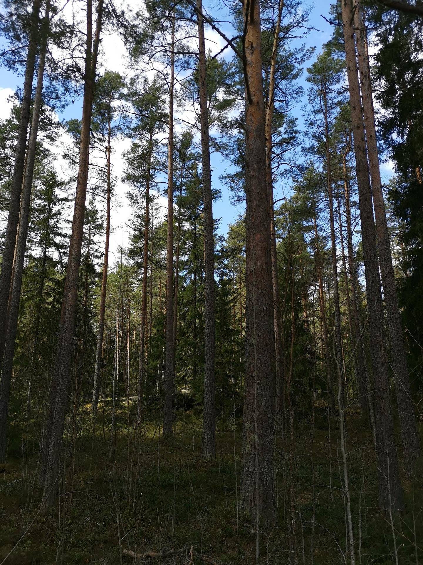 Maatilakokonaisuus, yht. 9,26 ha, Laitila, Kivijärvi, kolme erillistä kiinteistöä. 7
