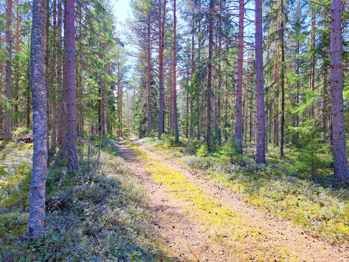 Omslagsbild för objektet Kokkola/Ruotsalo metsäpalsta n. 21,5 ha