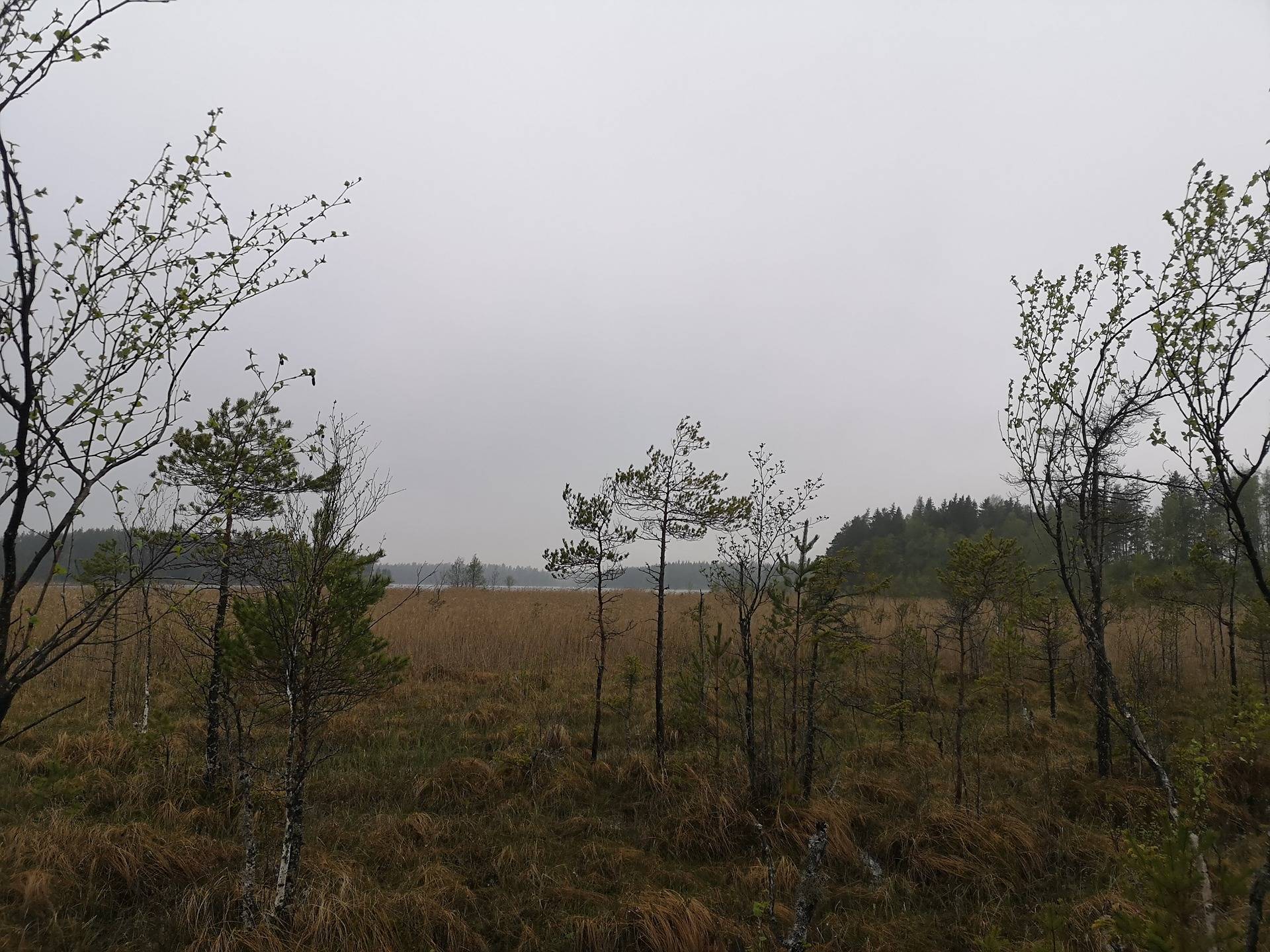 Metsätila Mäntylä 9:0 sekä metsää, peltoa ja purkukuntoiset rakennukset sisältävä tila Mäntylä 1:25 12