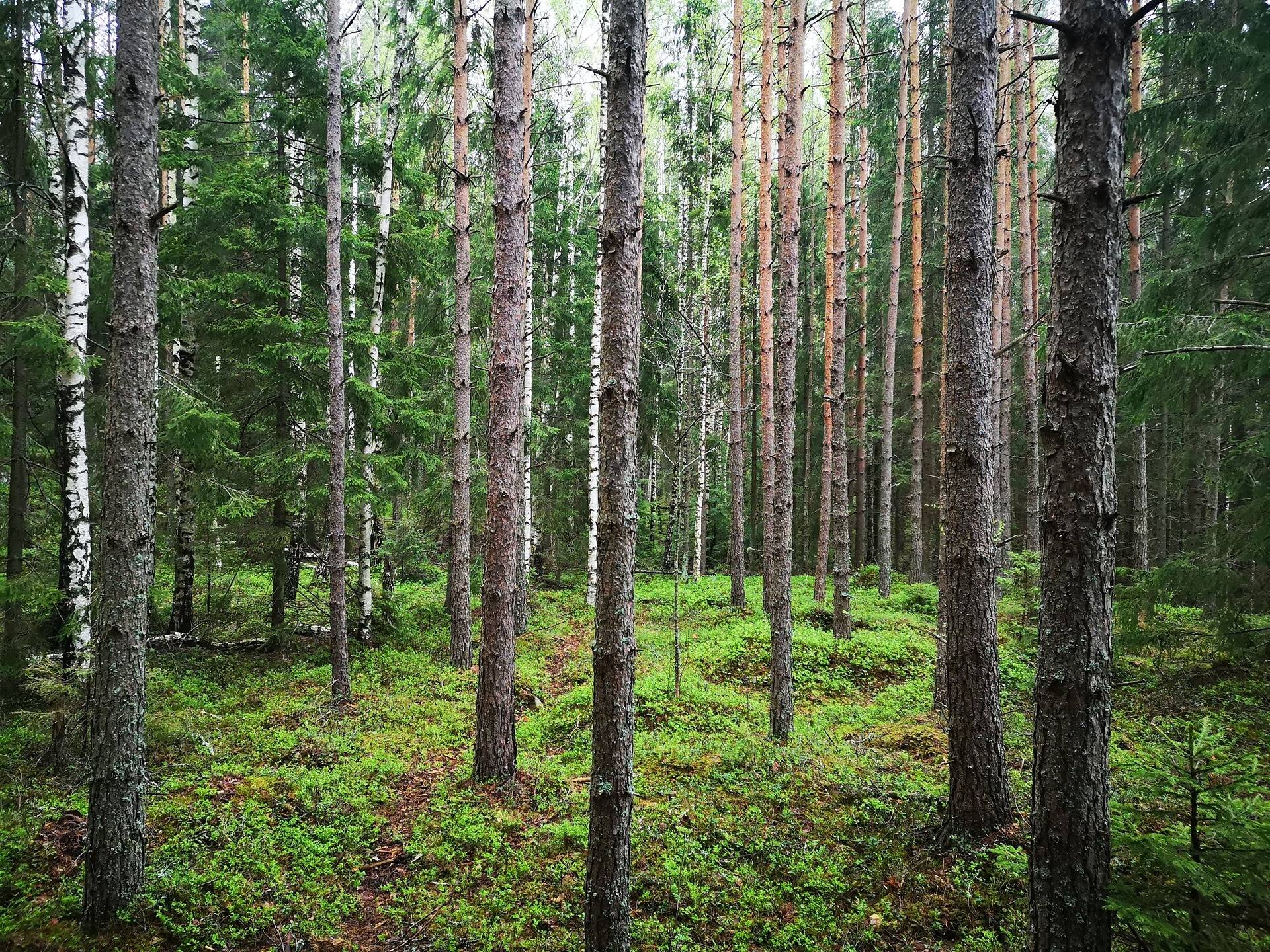 Metsätila Mäntylä 9:0 sekä metsää, peltoa ja purkukuntoiset rakennukset sisältävä tila Mäntylä 1:25 14