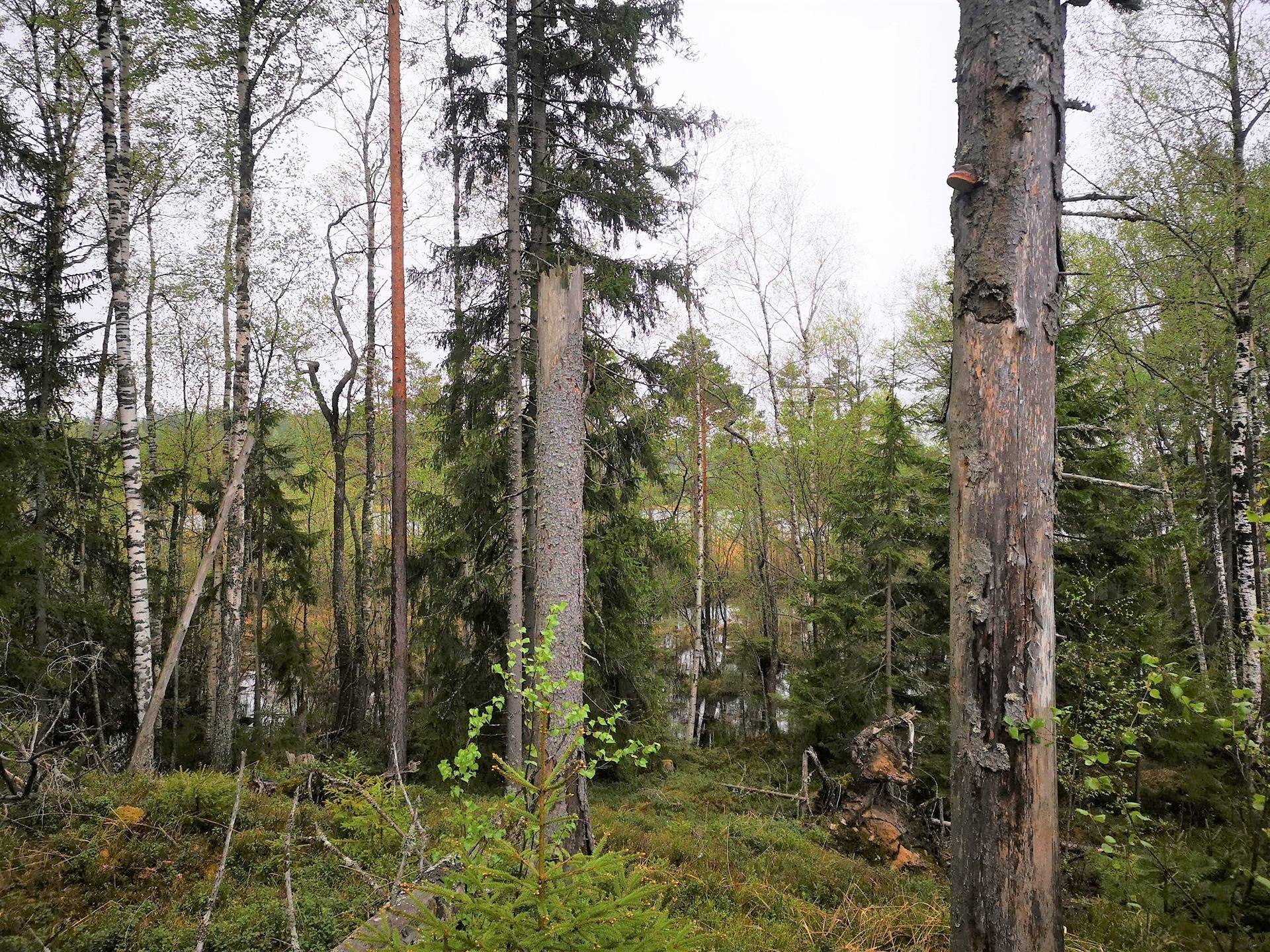 Metsätila Mäntylä 9:0 sekä metsää, peltoa ja purkukuntoiset rakennukset sisältävä tila Mäntylä 1:25 16