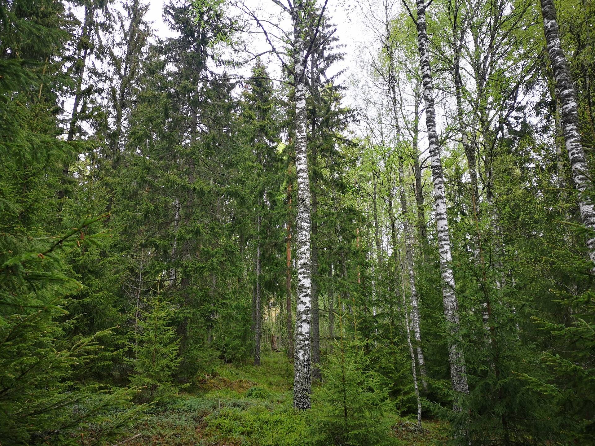 Metsätila Mäntylä 9:0 sekä metsää, peltoa ja purkukuntoiset rakennukset sisältävä tila Mäntylä 1:25 28