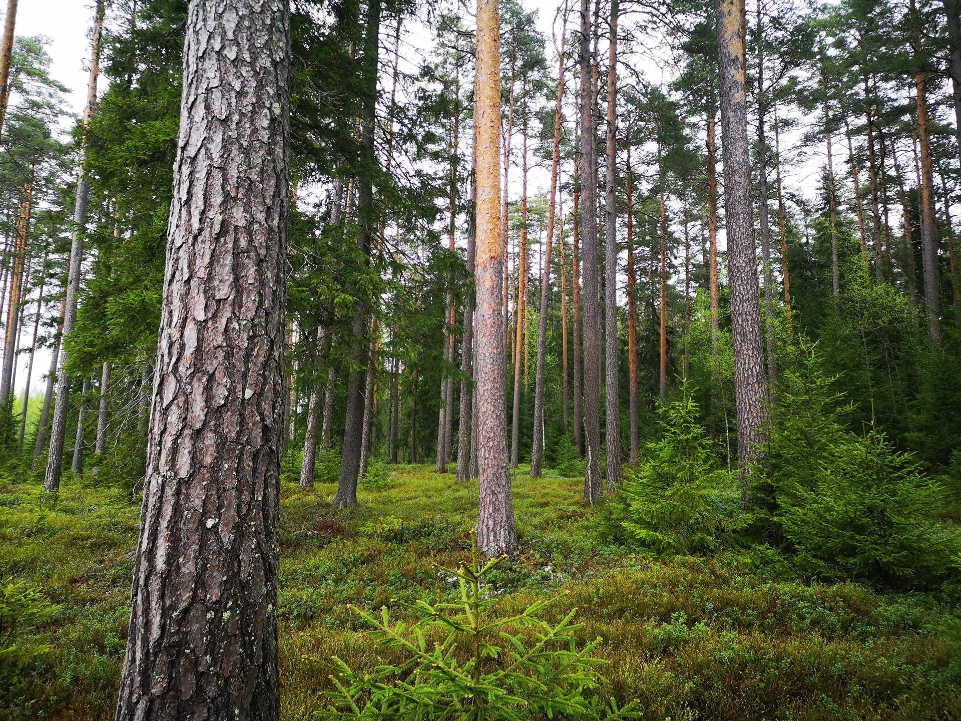 Metsätila Mäntylä 9:0 sekä metsää, peltoa ja purkukuntoiset rakennukset sisältävä tila Mäntylä 1:25 31