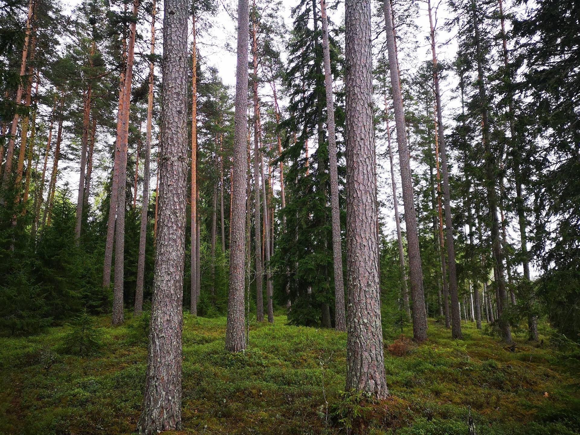 Metsätila Mäntylä 9:0 sekä metsää, peltoa ja purkukuntoiset rakennukset sisältävä tila Mäntylä 1:25 32