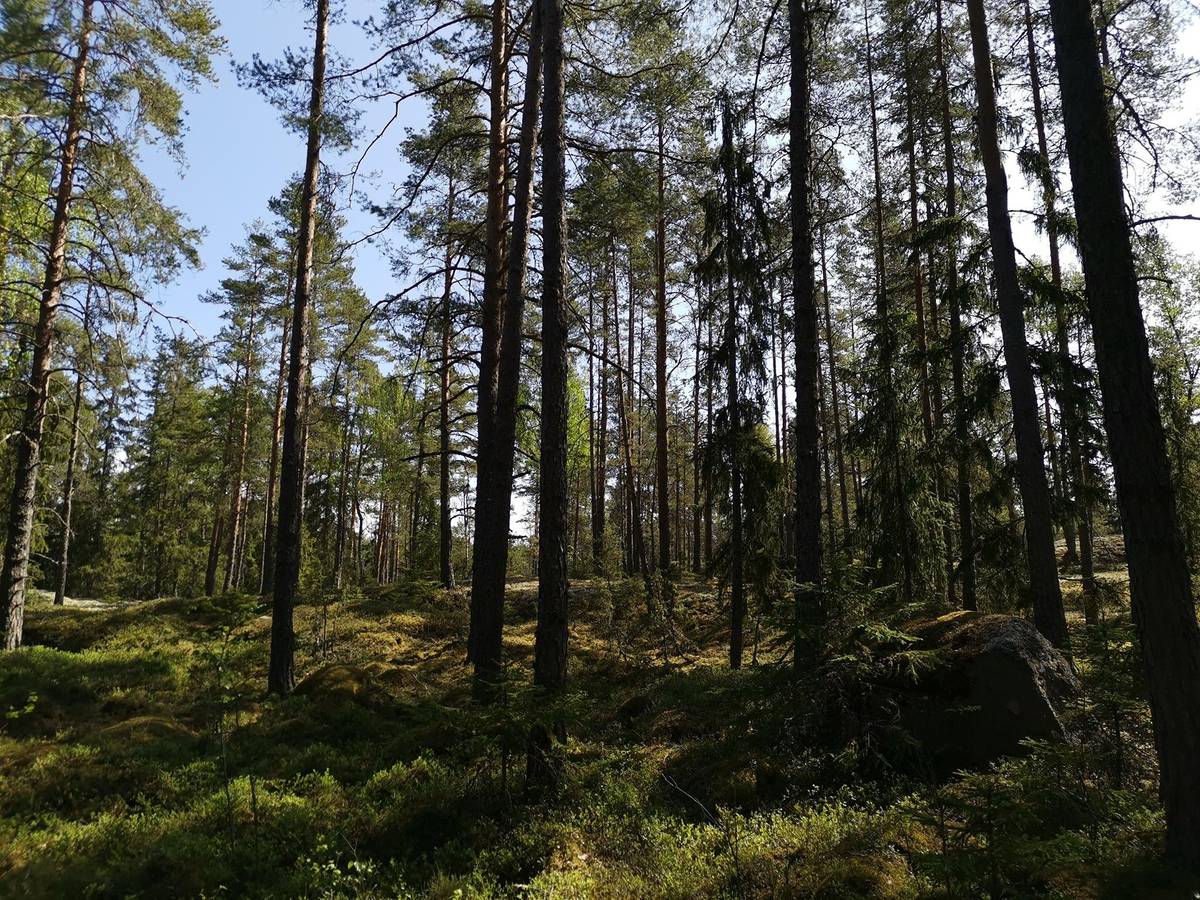 Kansikuva kohteelle Metsätila (Määräala) Noin 11 ha, Metsola 7:40, Laitila, Kaarnijärvi