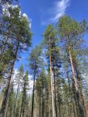 Kuusamon yhteismetsä osuus 0,016200/77,617576 1