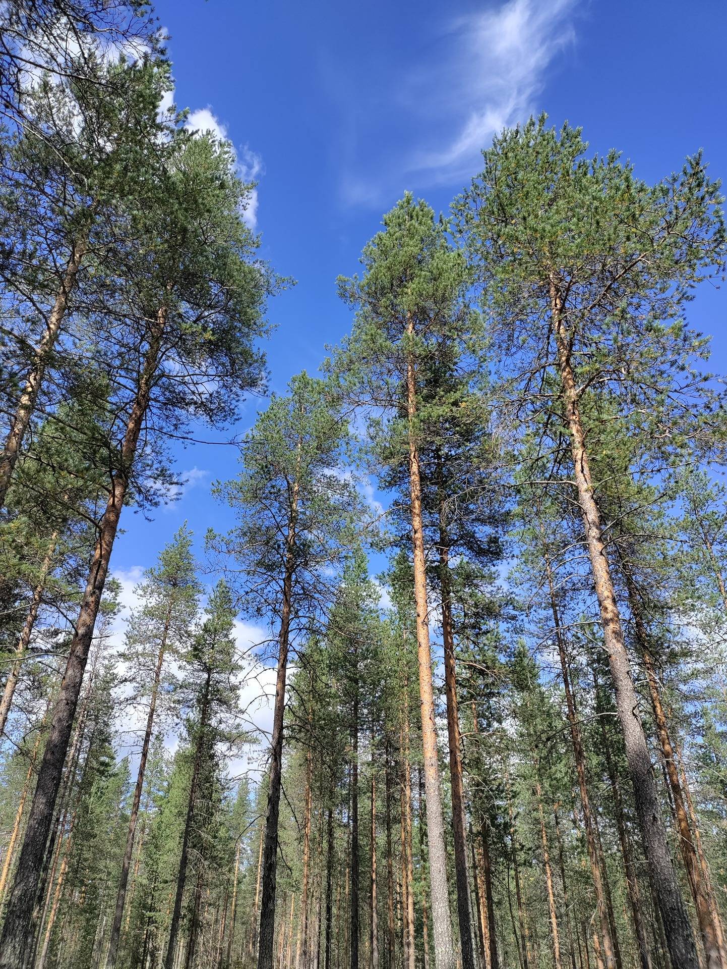 Kuusamon yhteismetsä osuus 0,016200/77,617576 1