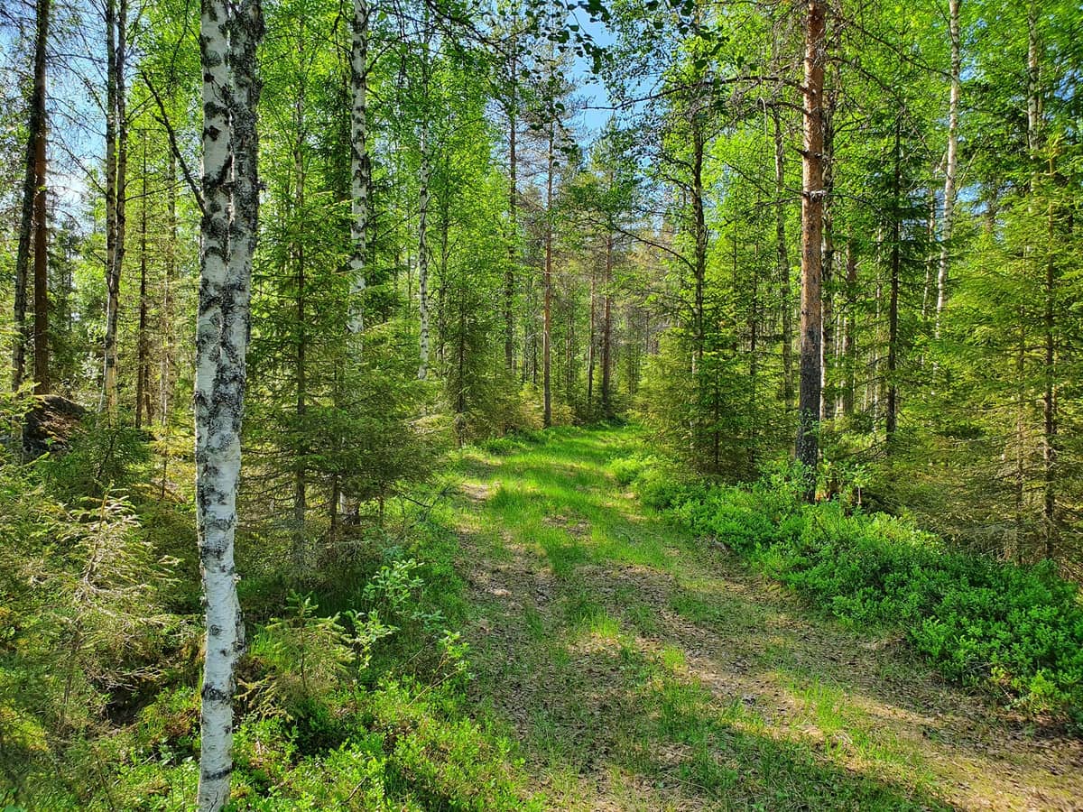 Pohjois Pohjanmaa Mets tilat fi pohjois-pohjanmaa-mets-tilat-fi