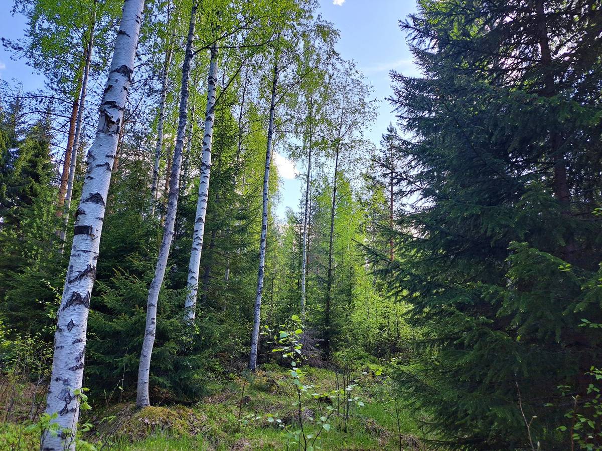 Omslagsbild för objektet Kannus Yli-Kannus metsäpalstat 7,6 ha