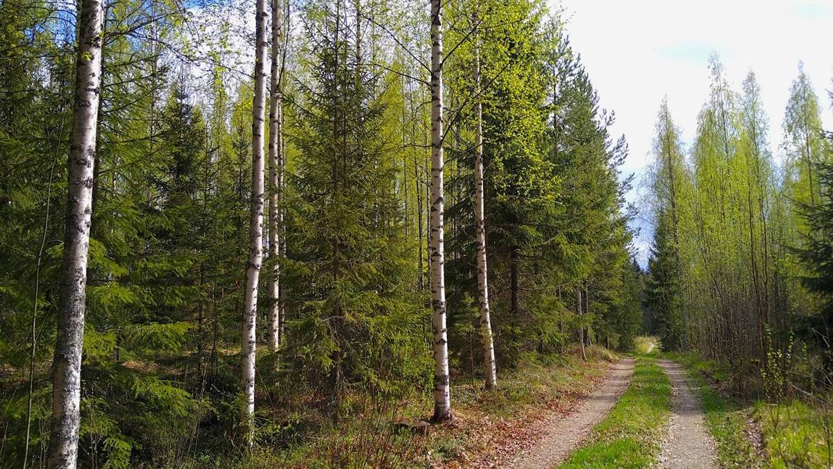 Cover photo for the object Kaksi vierekkäistä tonttia (Luuka määräala ja Saunaranta)