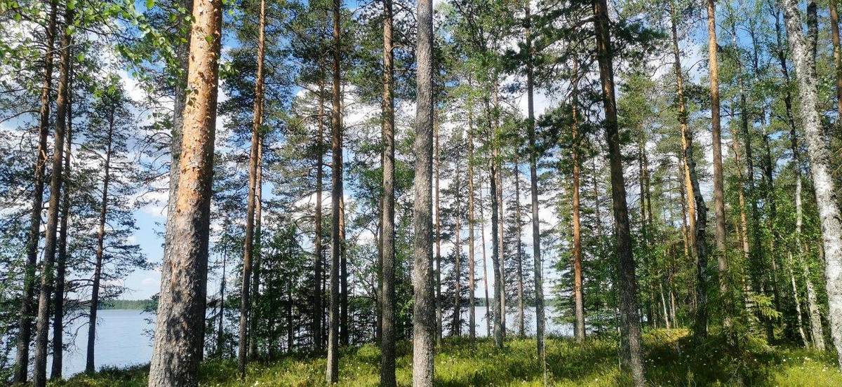Kansikuva kohteelle Rantatontti Kovesjärvi