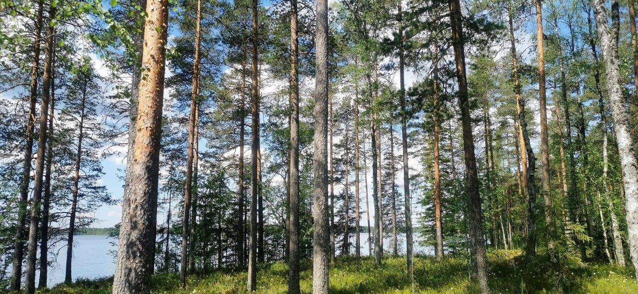 Rantatontti Kovesjärvi 1
