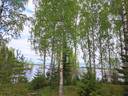 Halsua, metsätila järven rannassa 21,05 ha, huvilamökki ja sauna 5