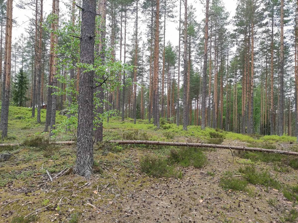 Omslagsbild för objektet Saaransuo, Metsätila ja metsäkämppä (Saaramaa)