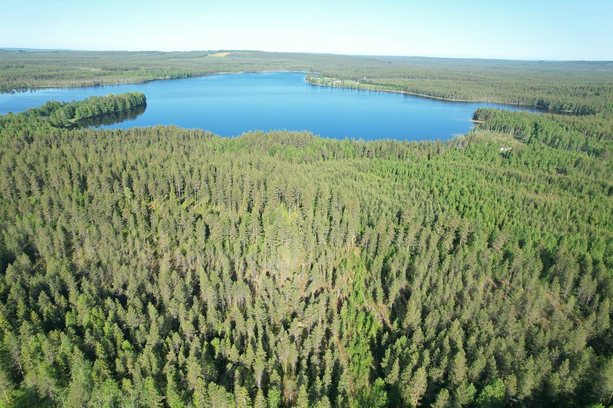 Cover photo for the object SÄIKÄNAHO 620-401-52-4 metsä- ja rantakiinteistö 45,30 ha Puolangalla