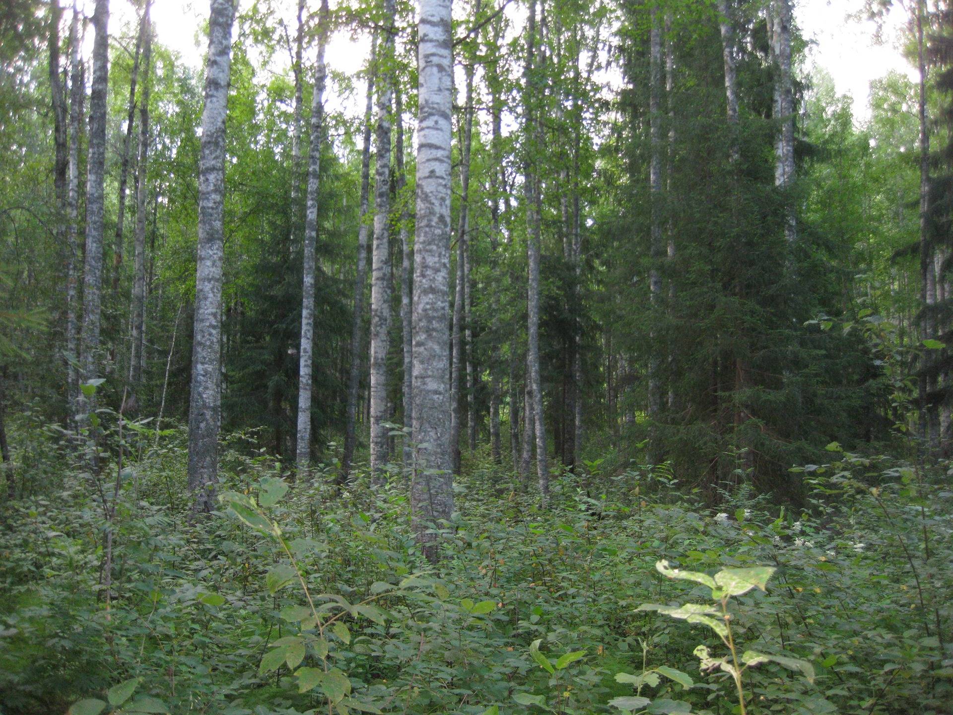 Metsätila Asikkala Kartanonmäki-Alatalo 8:172 2