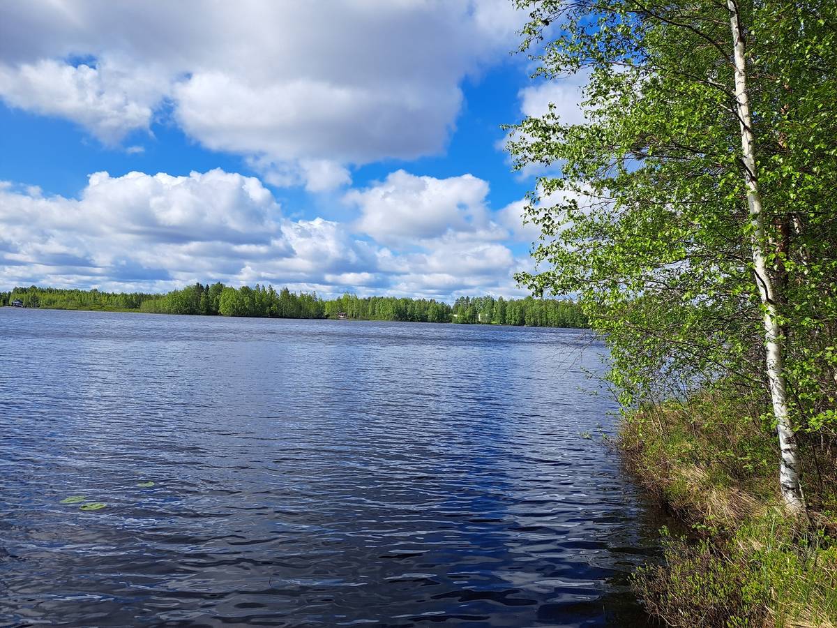 Timo Heikkilä Metsätilat.fi