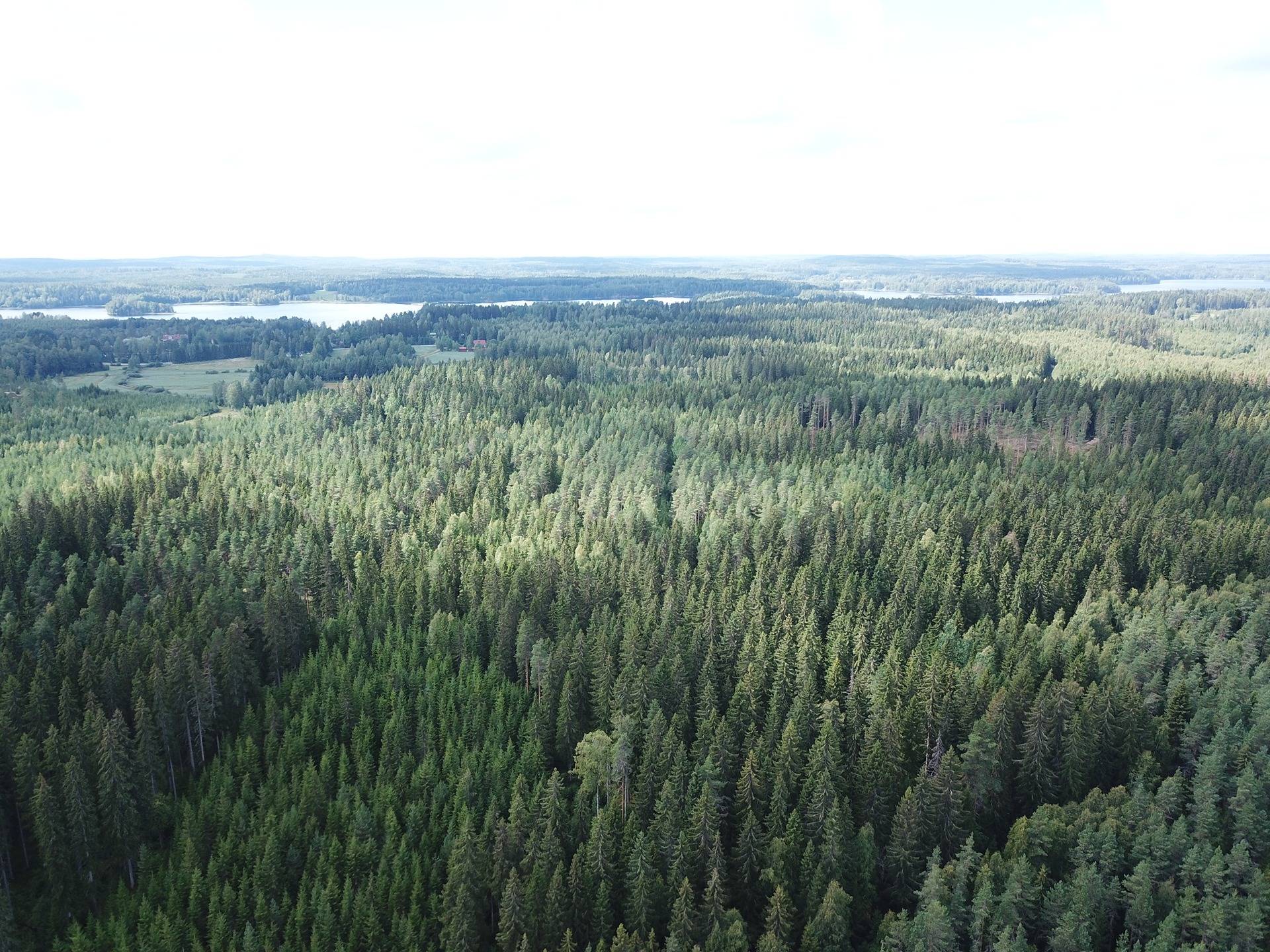 Jämsä, Kuorevesi, Suinula, Metsätila, Karhu 18,4 ha 7