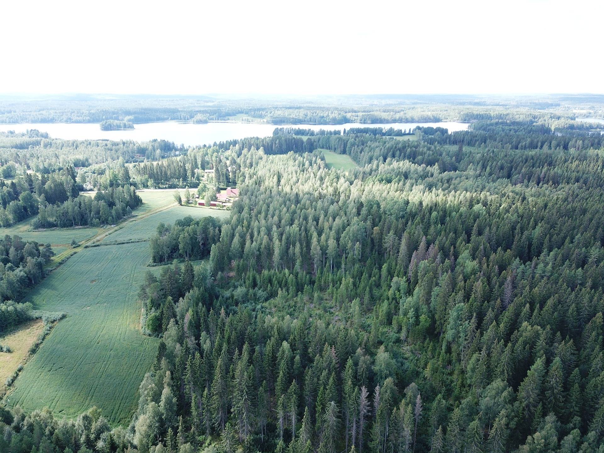 Jämsä, Kuorevesi, Suinula, Metsätila, Karhu 18,4 ha 14