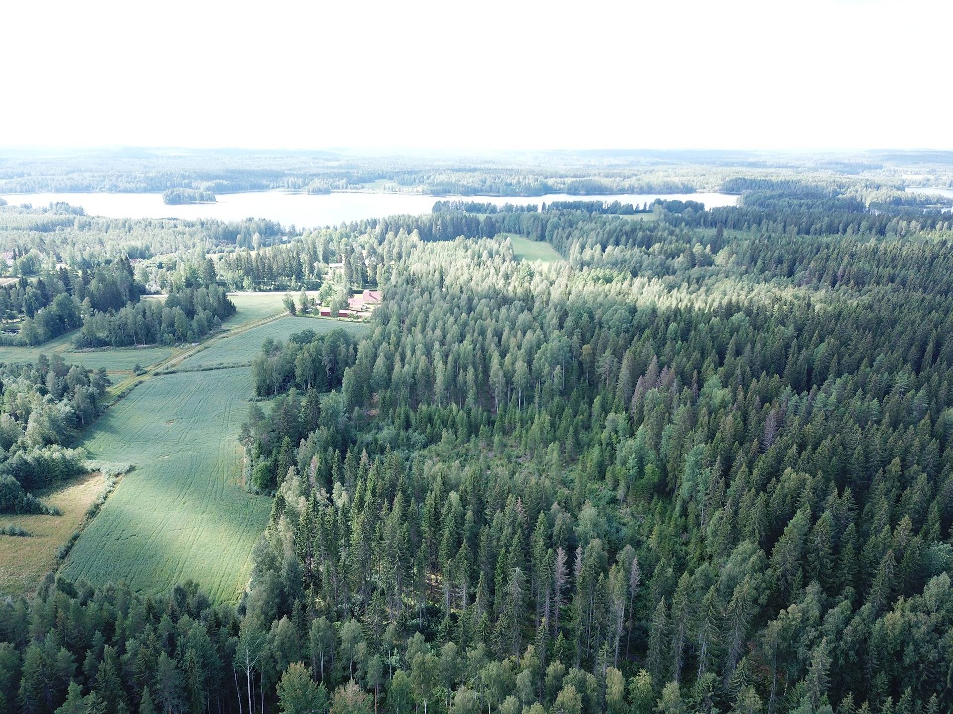Jämsä, Kuorevesi, Suinula, Metsätila, Karhu 18,4 ha 16