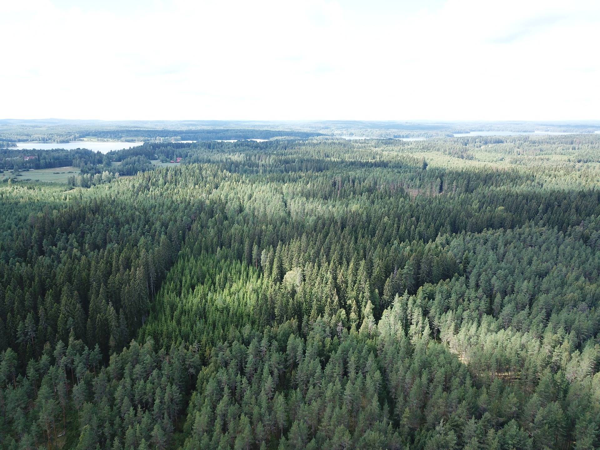 Jämsä, Kuorevesi, Suinula, Metsätila, Karhu 18,4 ha 18