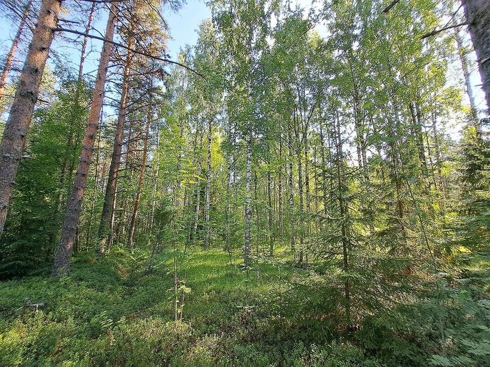 Kannus Eskola kesähuvilapaikka ja metsätila 4,5 ha kokonaisuus. 17
